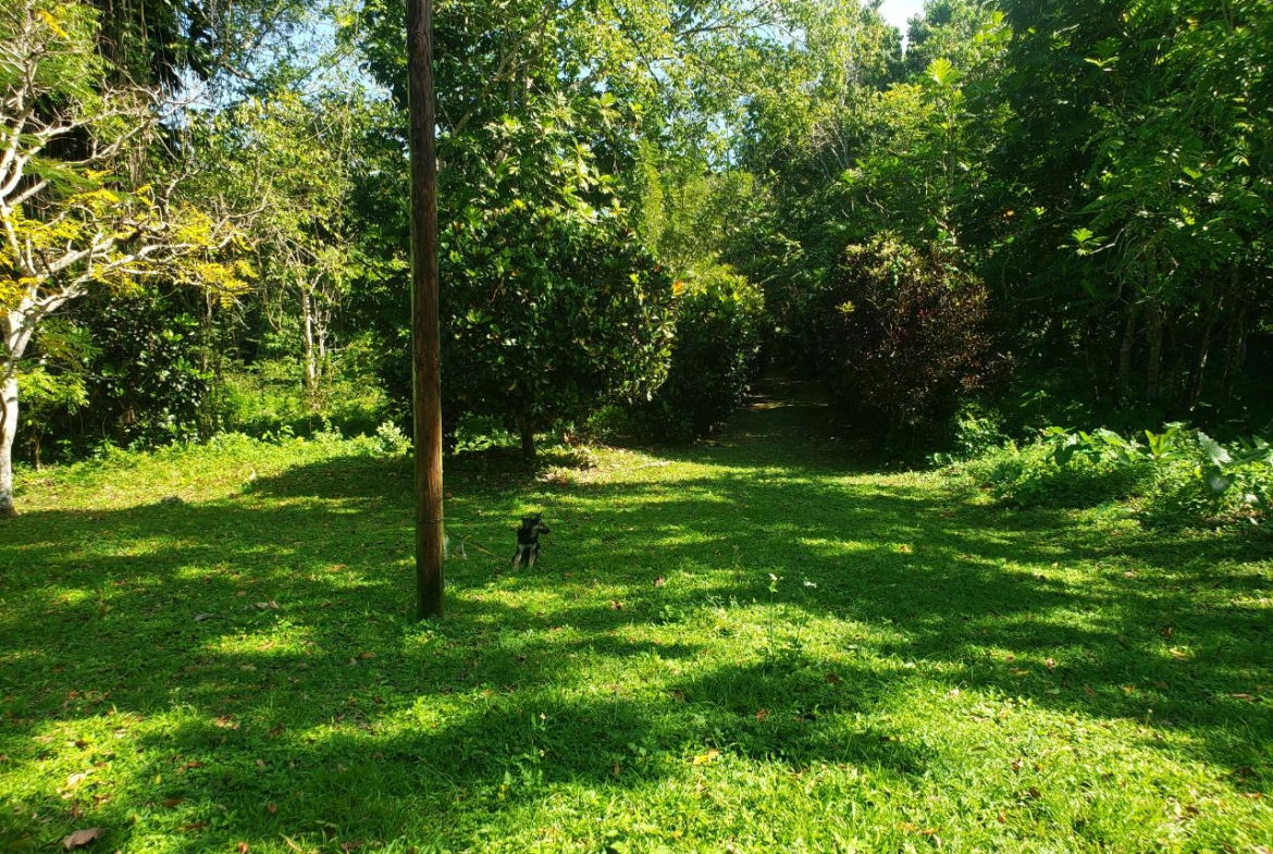 Seventh image of Union Hill in Union Hill, St. Mary, Jamaica - property is For Sale