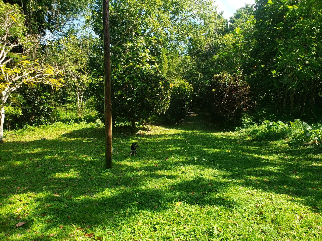 69-Acres-Prime-Agricultural-Land-for-Sale-in-St.-Mary-Jamaica Seventh image of Union Hill in Union Hill, St. Mary, Jamaica - property is For Sale