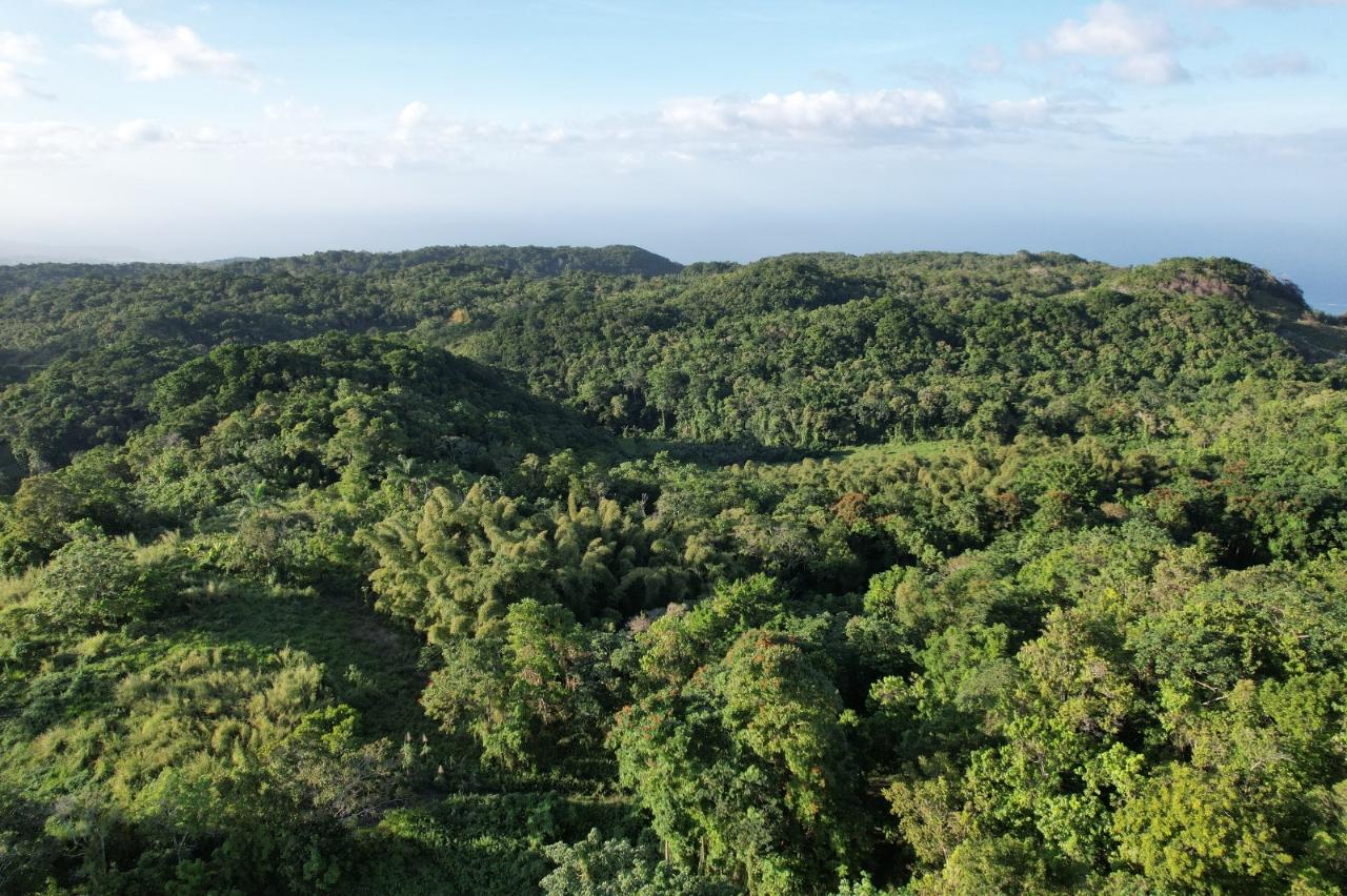 7-Acre-Development-Land-for-Sale-in-Southfield-Estate-Jamaica Fifth image of Lot# 93 Southfield Estat in Runaway Bay, St. Ann, Jamaica - property is For Sale