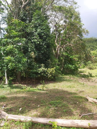 Thirteenth image of Lot #72 Content Hanover in Content, Hanover, Jamaica - property is For Sale