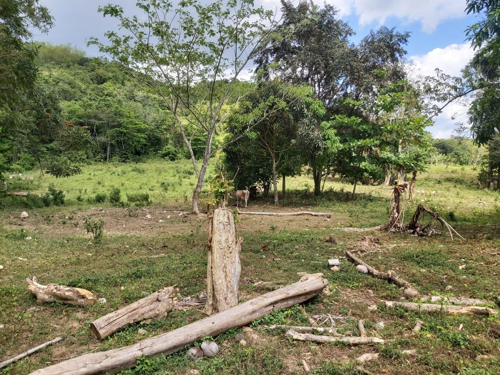 Fourteenth image of Lot #72 Content Hanover in Content, Hanover, Jamaica - property is For Sale