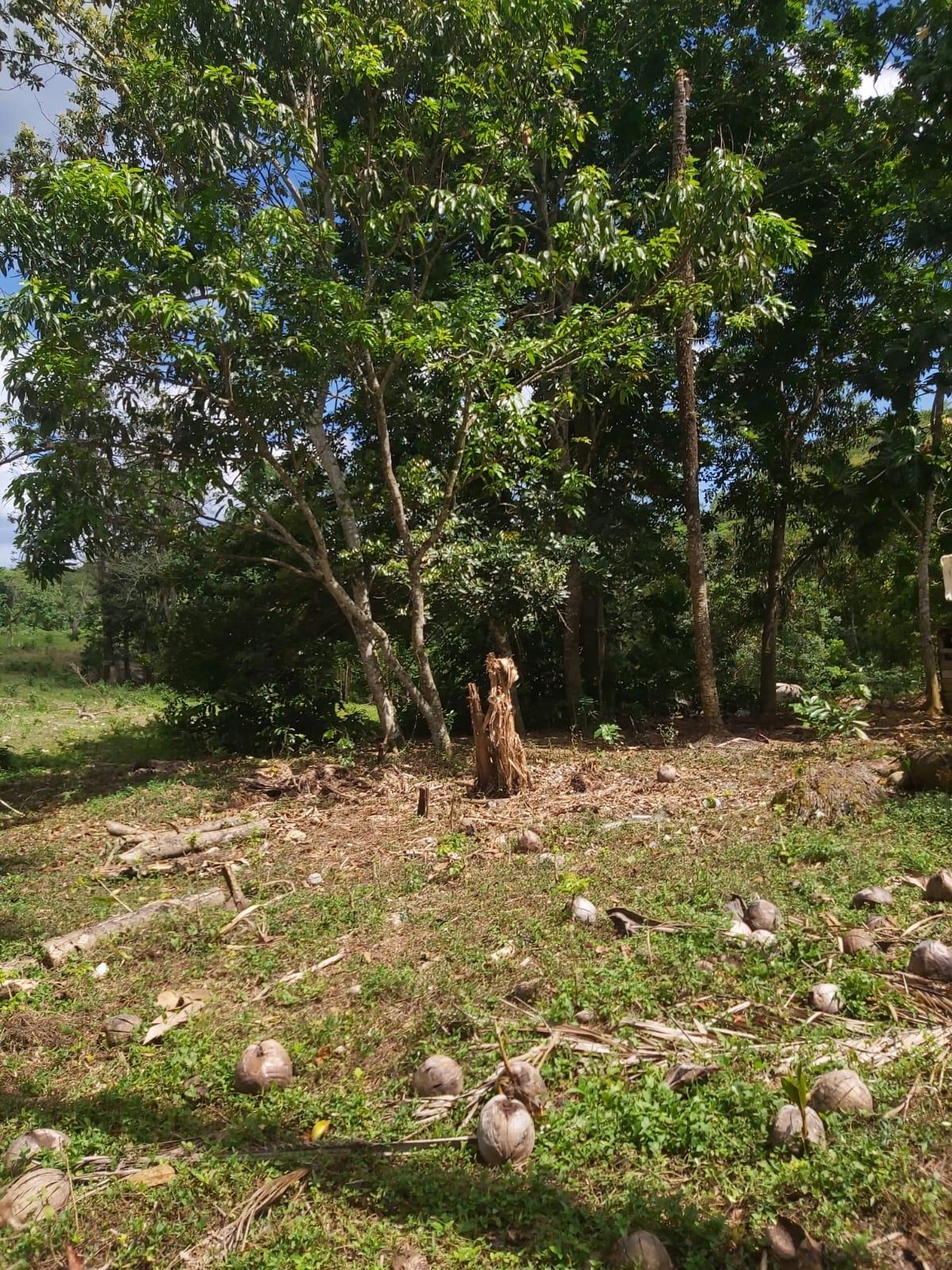 Fifteenth image of Lot #72 Content Hanover in Content, Hanover, Jamaica - property is For Sale