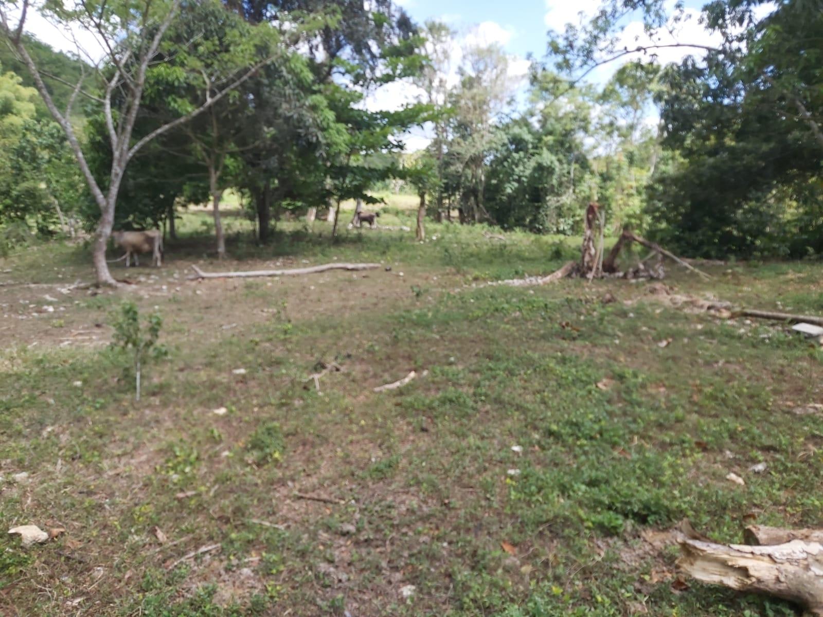Sixteenth image of Lot #72 Content Hanover in Content, Hanover, Jamaica - property is For Sale