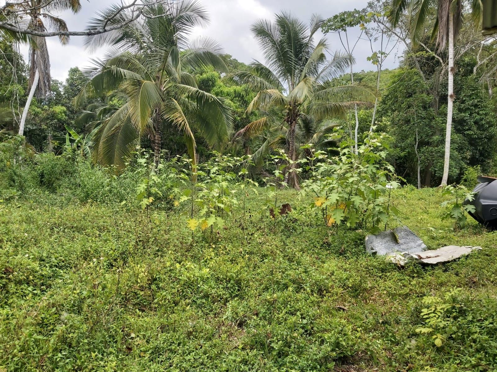Eighteenth image of Lot #72 Content Hanover in Content, Hanover, Jamaica - property is For Sale