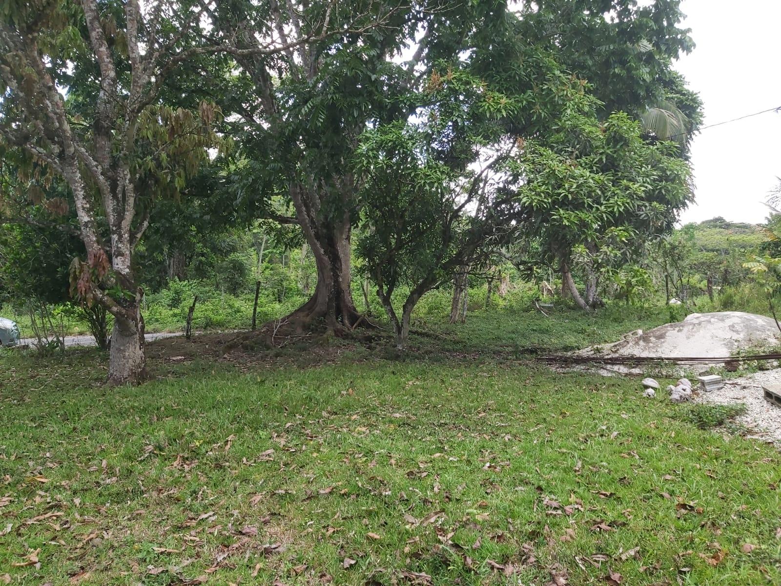 Twentieth image of Lot #72 Content Hanover in Content, Hanover, Jamaica - property is For Sale