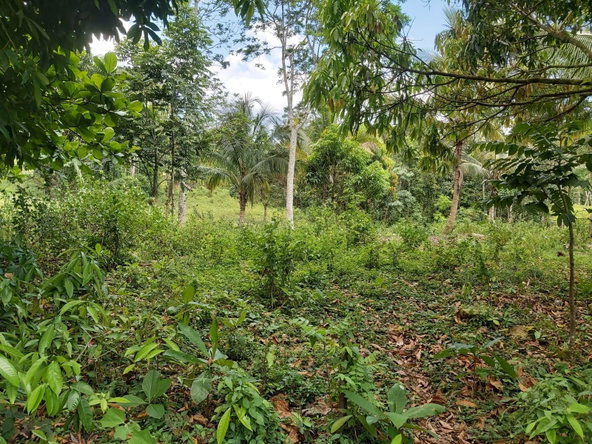 Twenty-First image of Lot #72 Content Hanover in Content, Hanover, Jamaica - property is For Sale