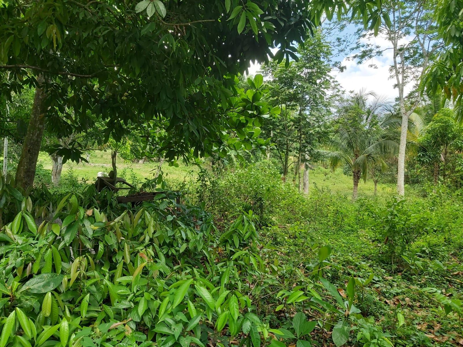 Twenty-Second image of Lot #72 Content Hanover in Content, Hanover, Jamaica - property is For Sale