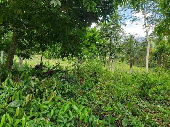 Twenty-Second image of Lot #72 Content Hanover in Content, Hanover, Jamaica - property is For Sale
