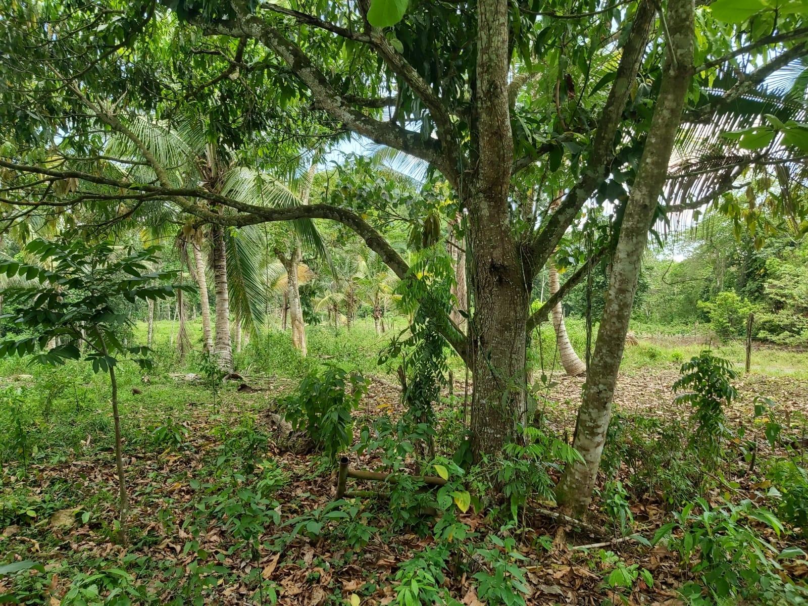 Twenty-Third image of Lot #72 Content Hanover in Content, Hanover, Jamaica - property is For Sale