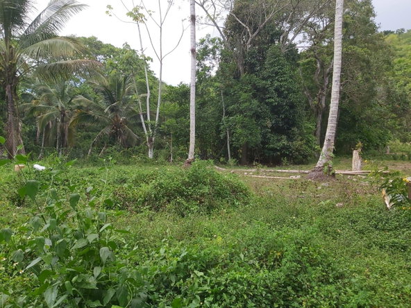 Eighth image of Lot #72 Content Hanover in Content, Hanover, Jamaica - property is For Sale
