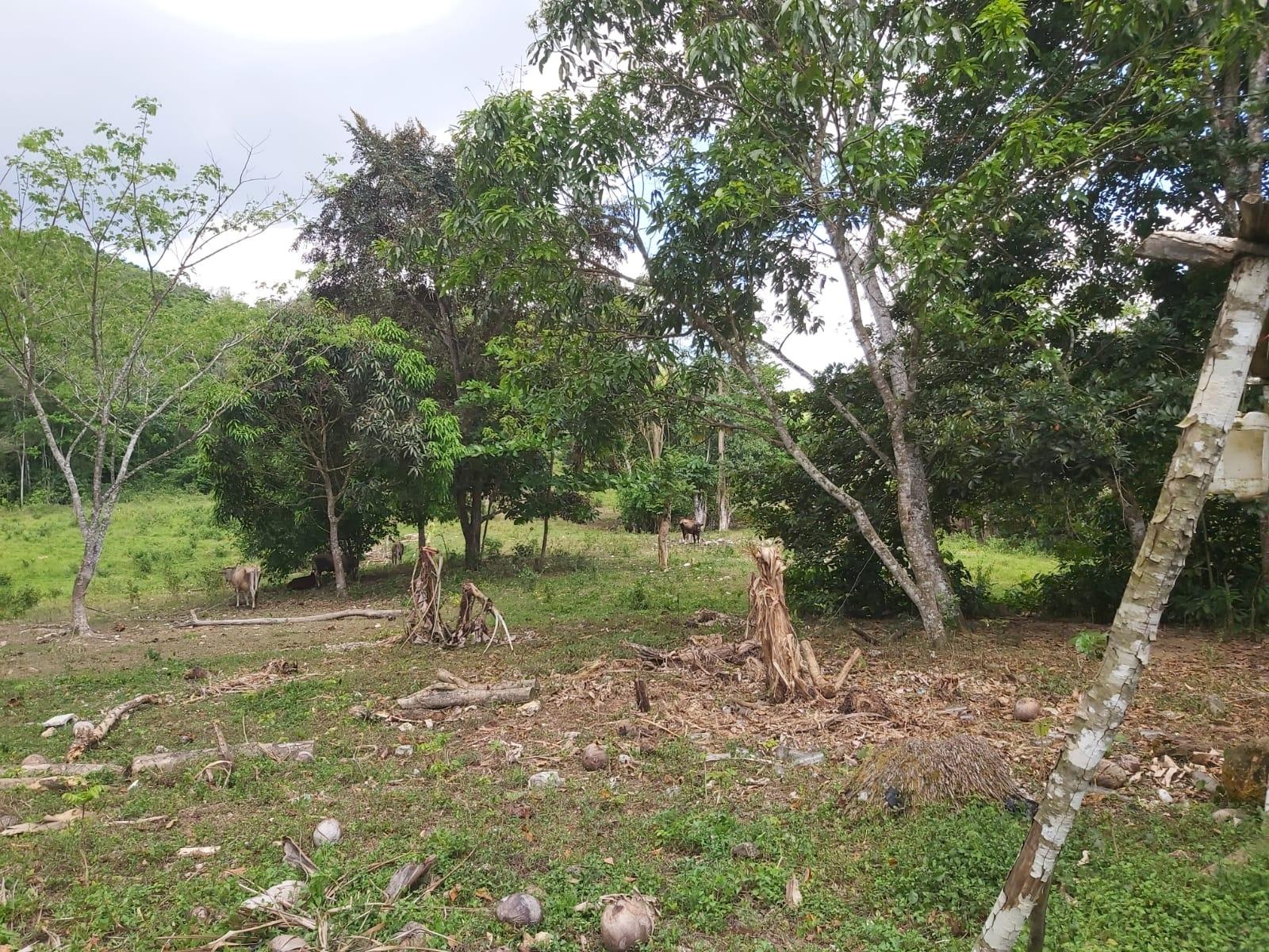 Tenth image of Lot #72 Content Hanover in Content, Hanover, Jamaica - property is For Sale