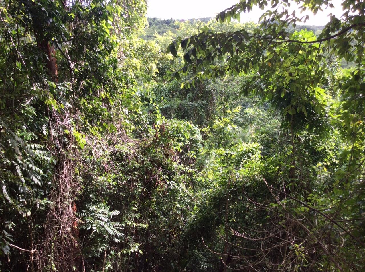 Seventeenth image of Bowerswood St. Catherine in Bog Walk, St. Catherine, Jamaica - property is For Sale