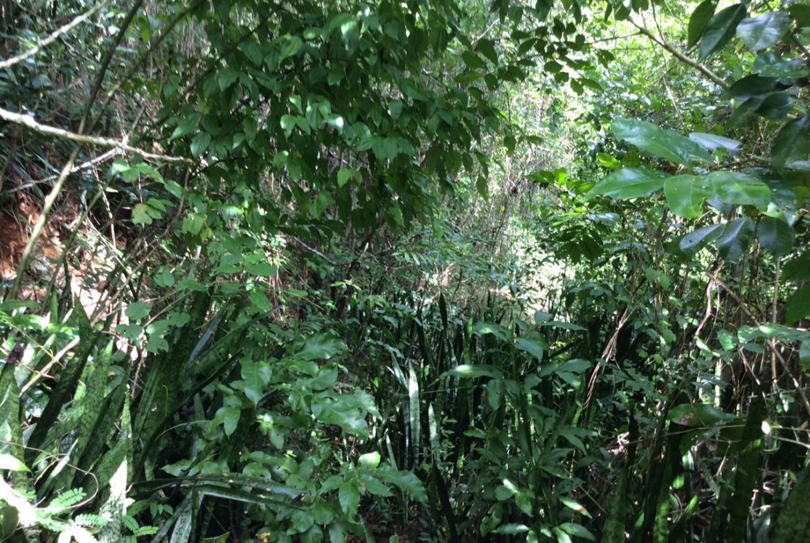 Eighteenth image of Bowerswood St. Catherine in Bog Walk, St. Catherine, Jamaica - property is For Sale