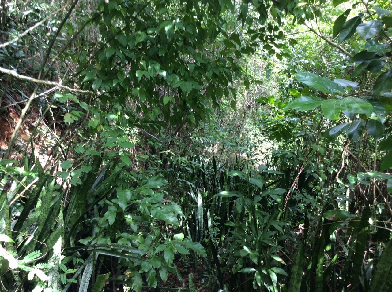 Eighteenth image of Bowerswood St. Catherine in Bog Walk, St. Catherine, Jamaica - property is For Sale