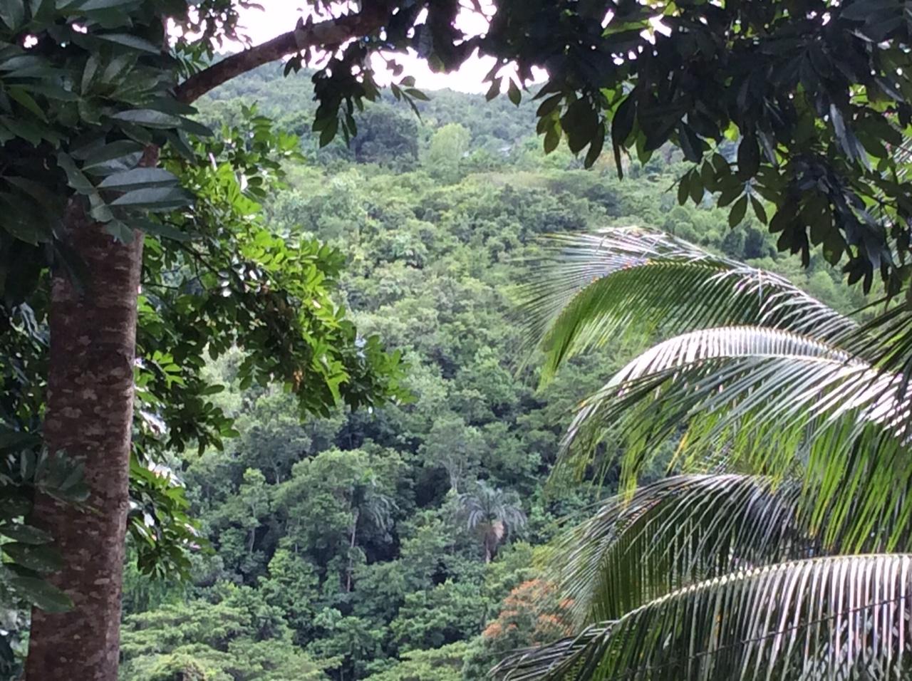 Twentieth image of Bowerswood St. Catherine in Bog Walk, St. Catherine, Jamaica - property is For Sale
