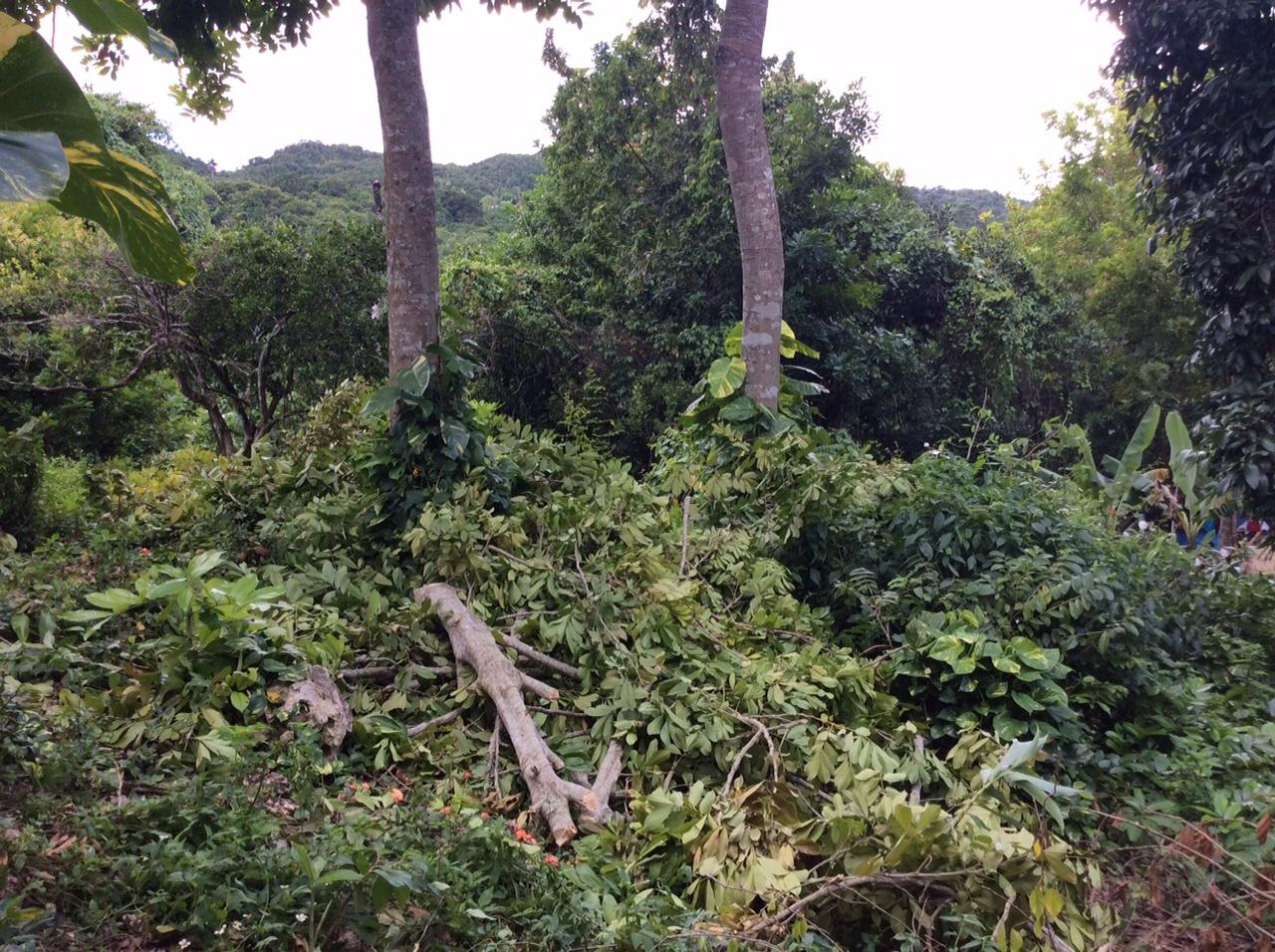 Ninth image of Bowerswood St. Catherine in Bog Walk, St. Catherine, Jamaica - property is For Sale