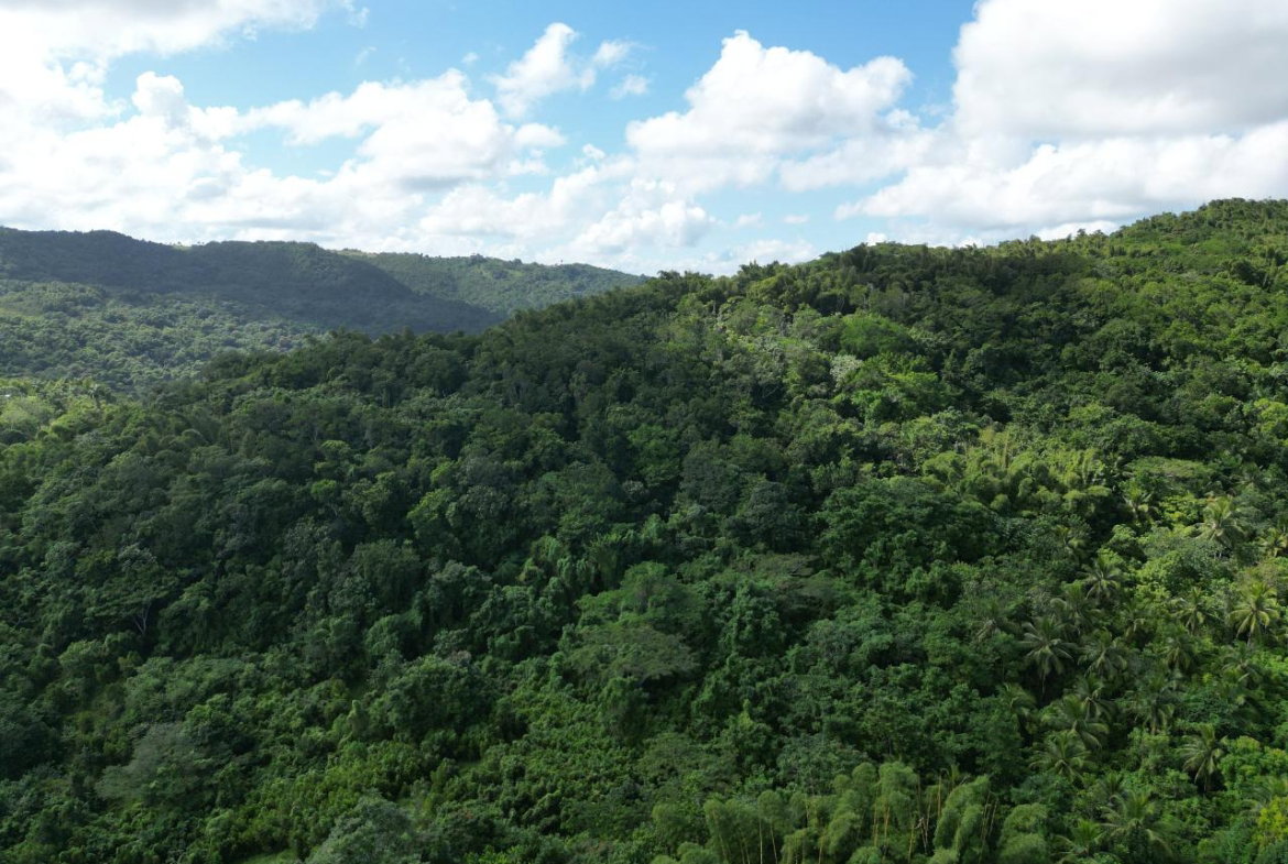 First image of Lot 42- Crawle Estate, St. Mary in Kilancholly, St. Mary, Jamaica - property is For Sale