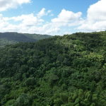 First image of Lot 42- Crawle Estate, St. Mary in Kilancholly, St. Mary, Jamaica - property is For Sale