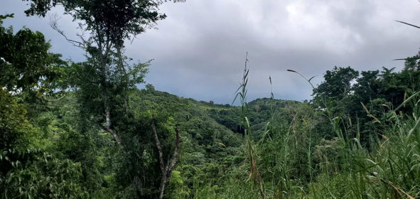 Second image of Sligoville, Pimento Mount in Sligoville, St. Catherine, Jamaica - property is For Sale