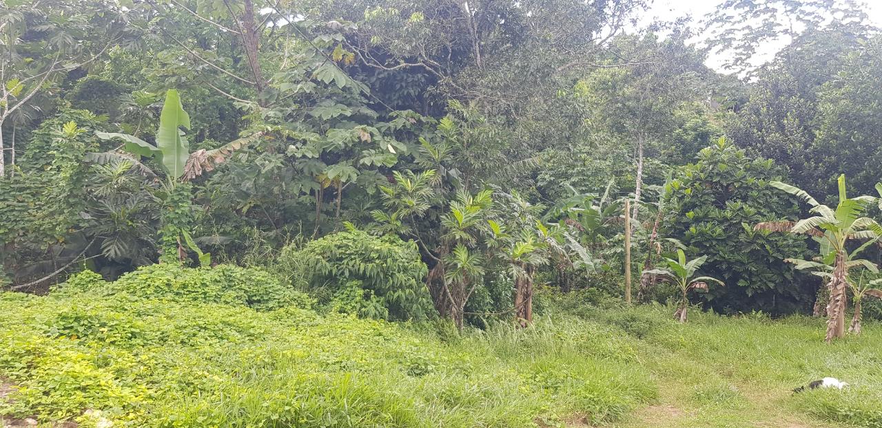 Fourth image of Sligoville, Pimento Mount in Sligoville, St. Catherine, Jamaica - property is For Sale
