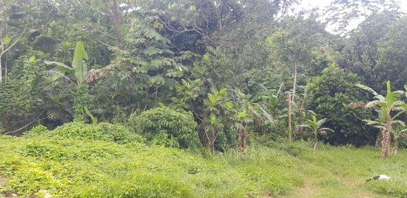 Fourth image of Sligoville, Pimento Mount in Sligoville, St. Catherine, Jamaica - property is For Sale