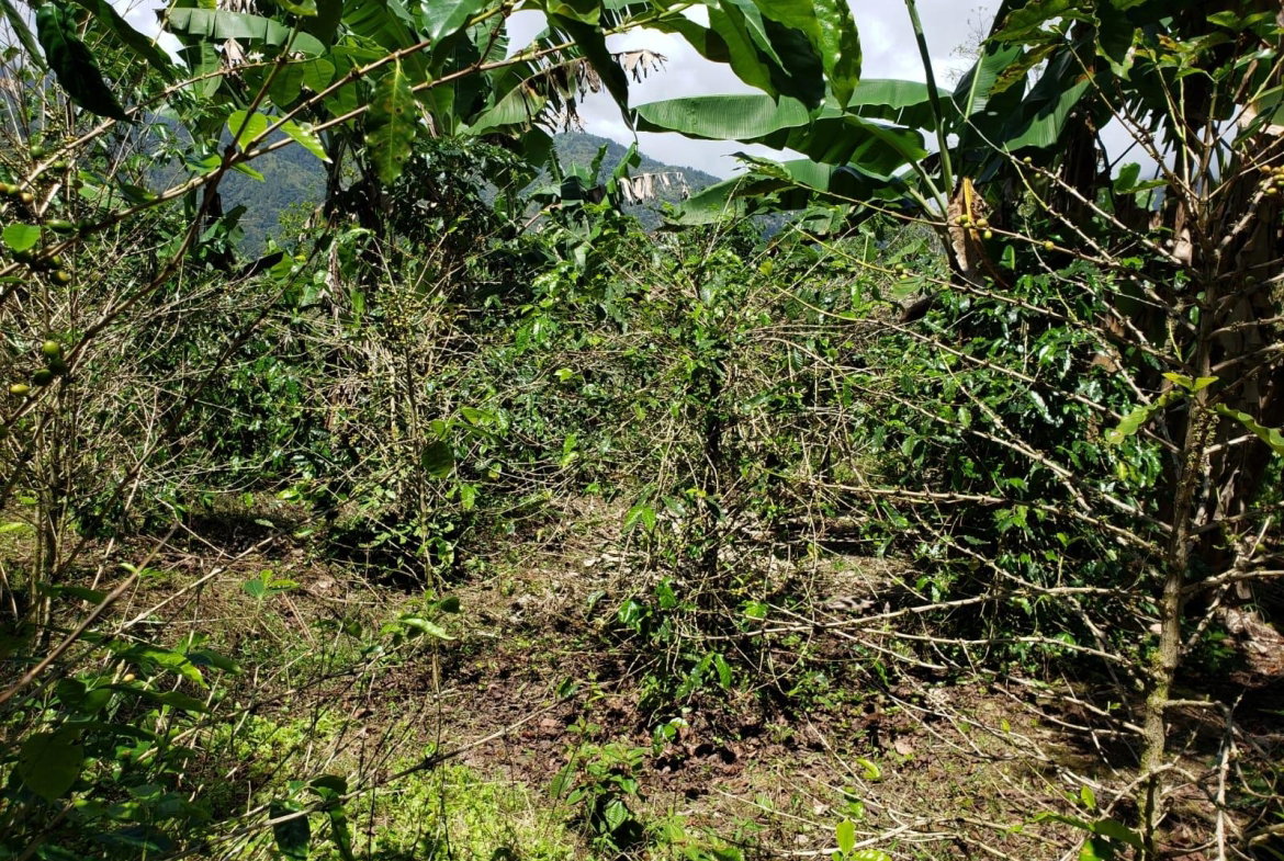 Eleventh image of Wray Piece, Spring Hill in Spring Hill, Portland, Jamaica - property is For Sale