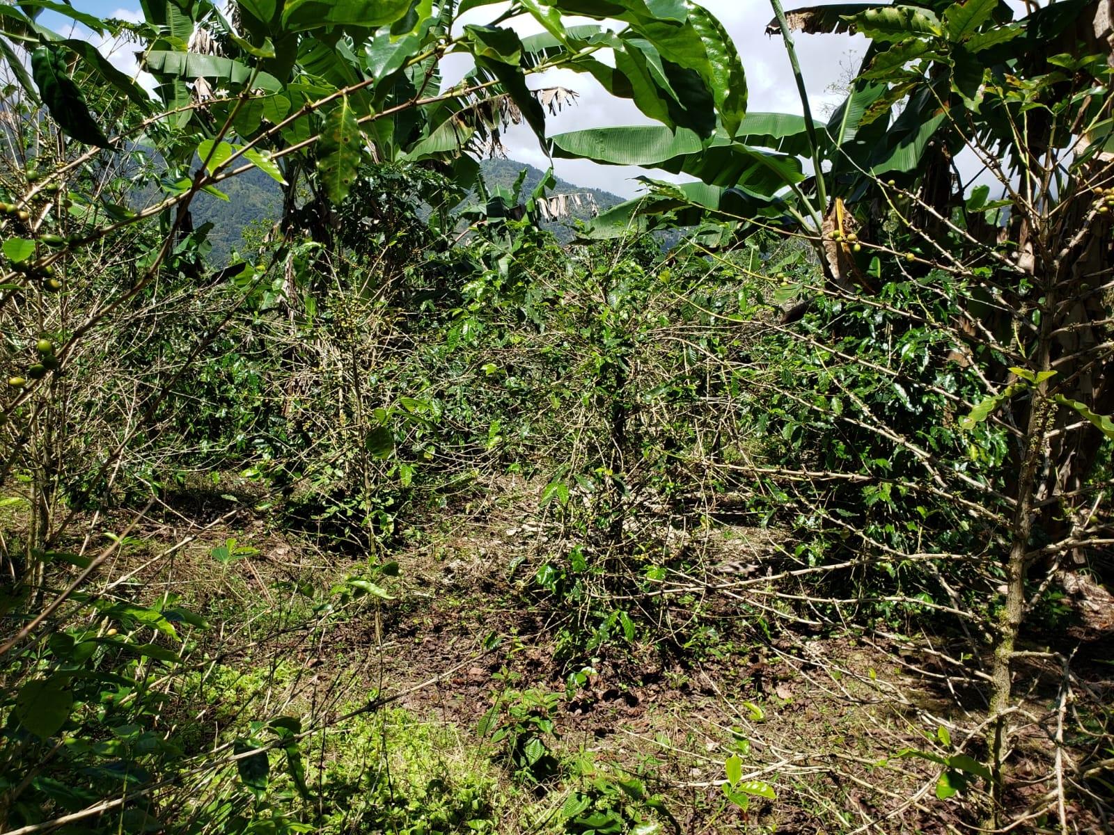 Eleventh image of Wray Piece, Spring Hill in Spring Hill, Portland, Jamaica - property is For Sale