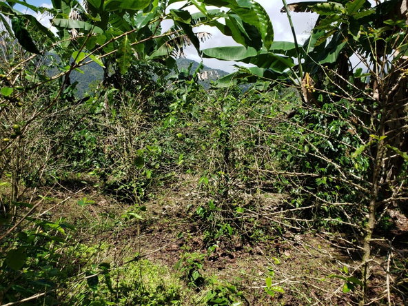 Eleventh image of Wray Piece, Spring Hill in Spring Hill, Portland, Jamaica - property is For Sale