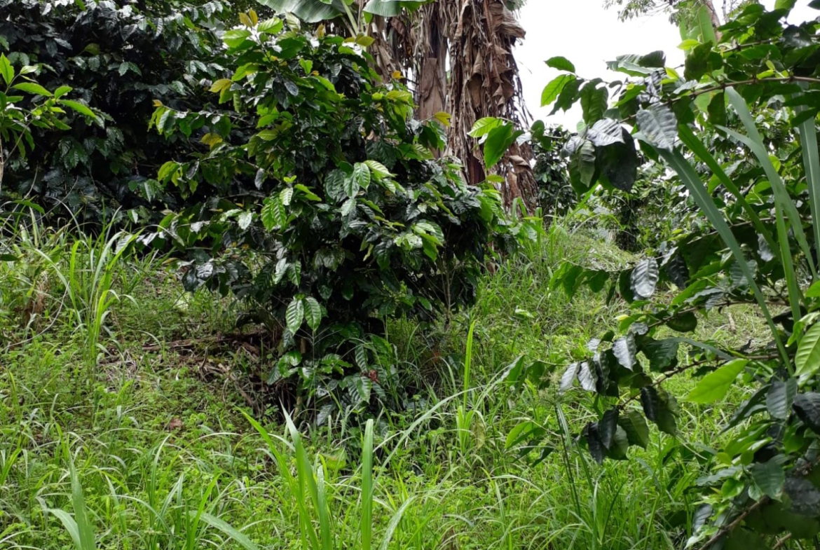 Twelfth image of Wray Piece, Spring Hill in Spring Hill, Portland, Jamaica - property is For Sale