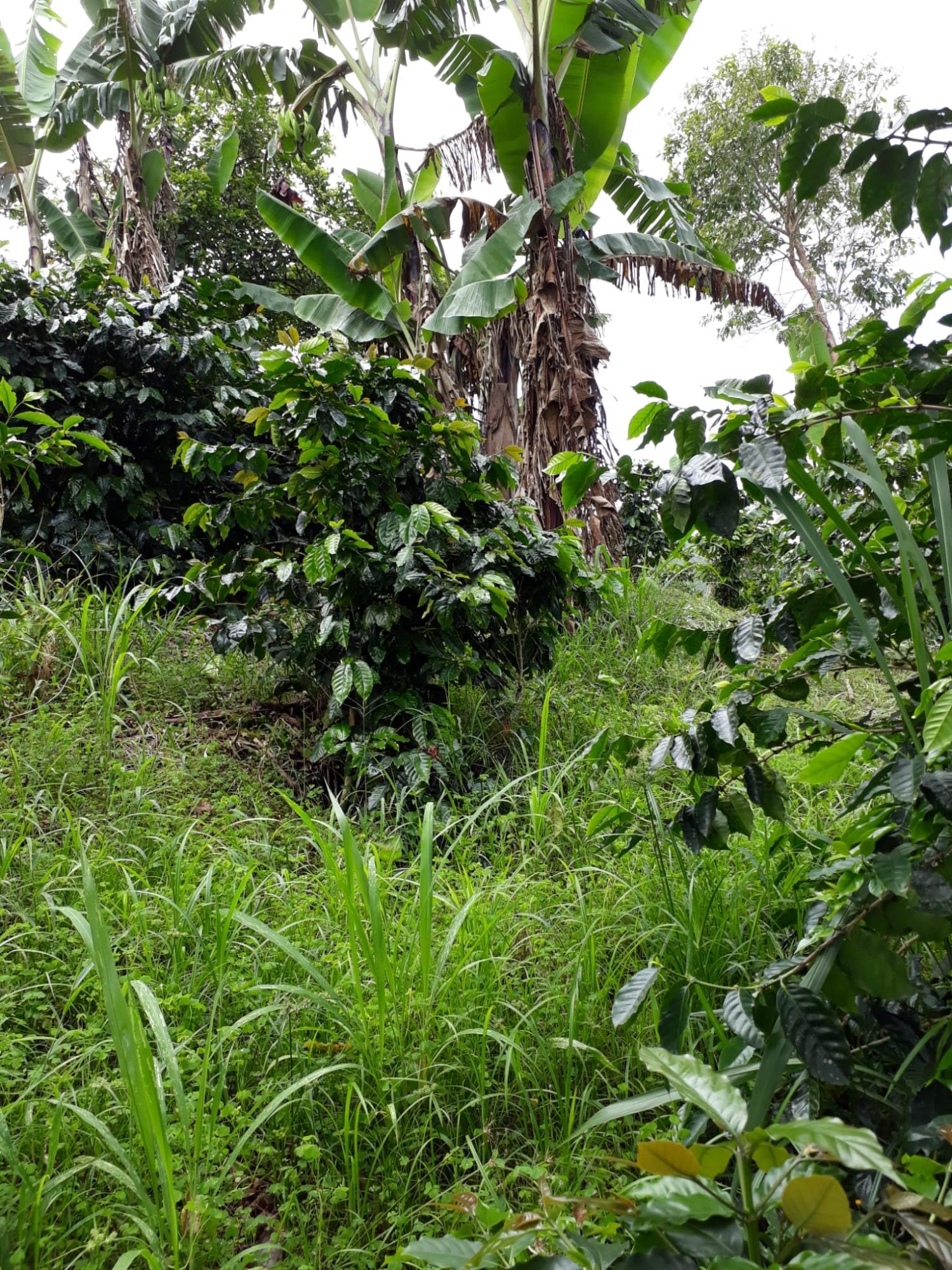 Twelfth image of Wray Piece, Spring Hill in Spring Hill, Portland, Jamaica - property is For Sale