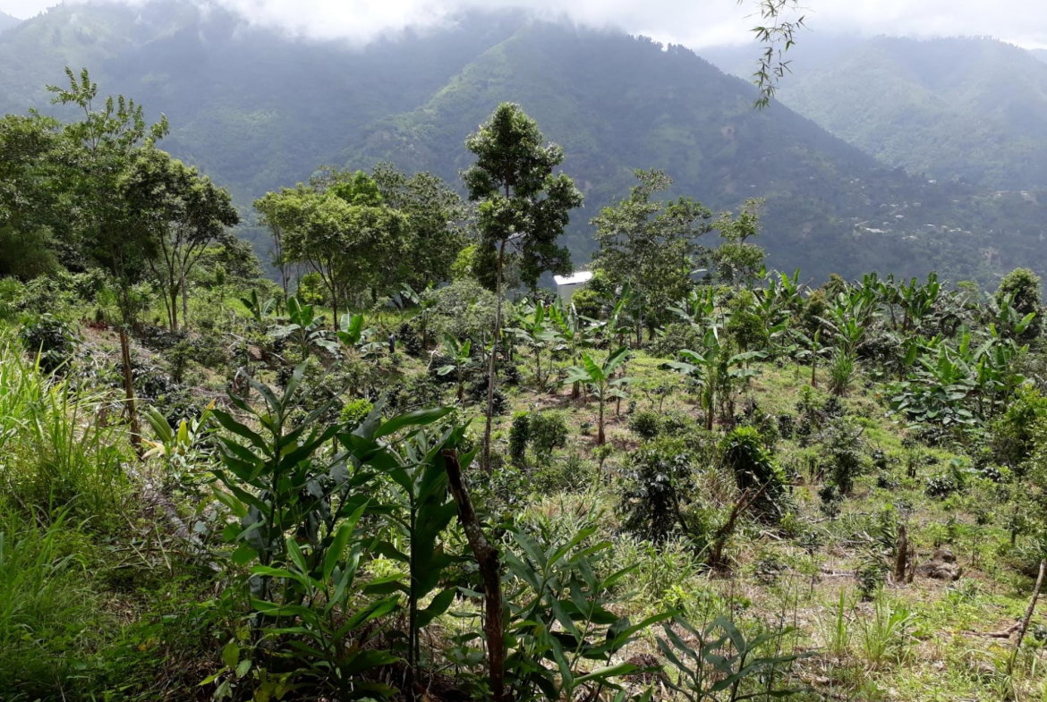 First image of Wray Piece, Spring Hill in Spring Hill, Portland, Jamaica - property is For Sale