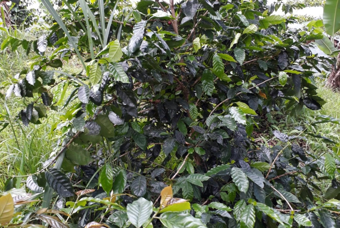 Thirteenth image of Wray Piece, Spring Hill in Spring Hill, Portland, Jamaica - property is For Sale