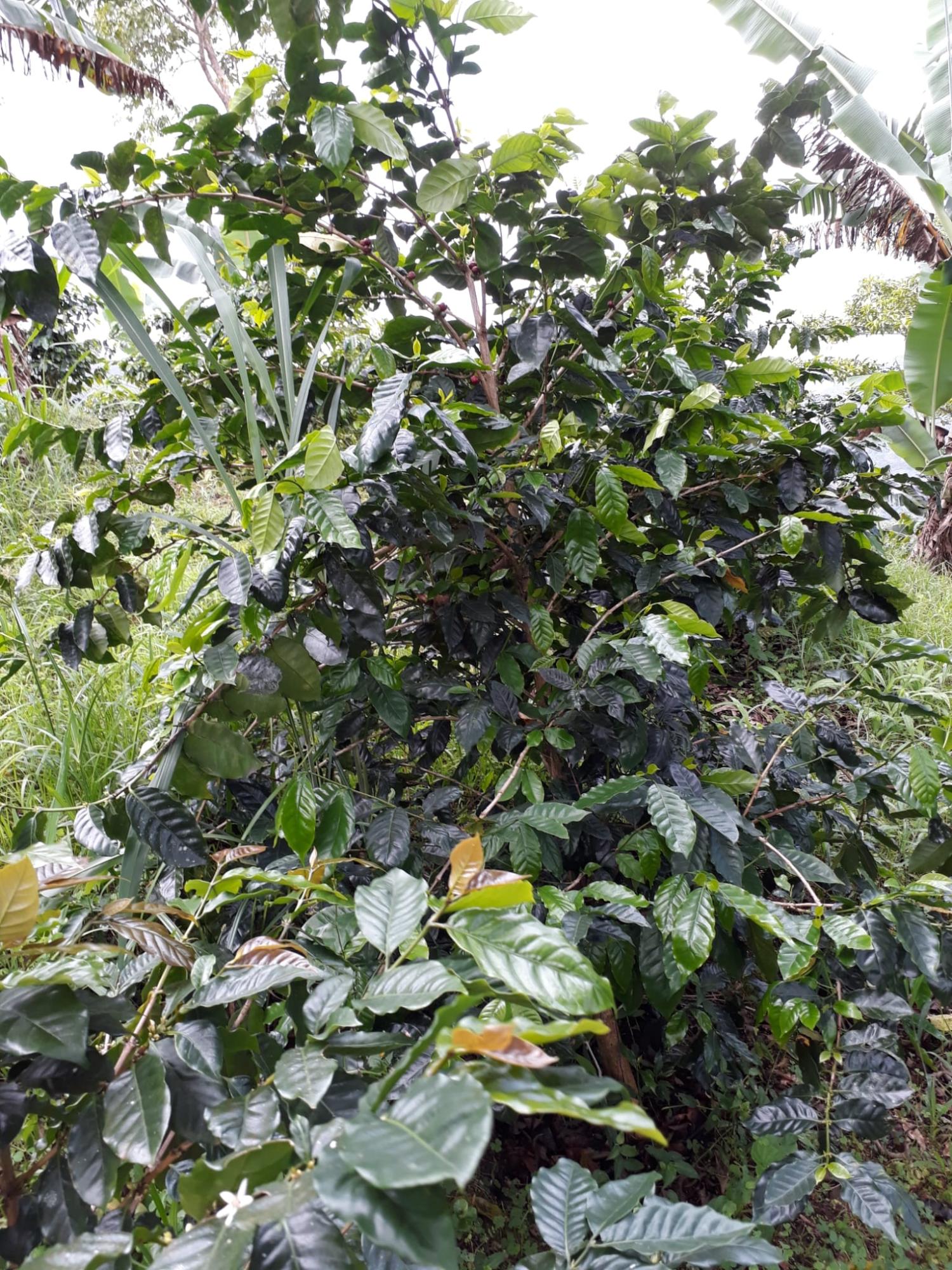 Thirteenth image of Wray Piece, Spring Hill in Spring Hill, Portland, Jamaica - property is For Sale