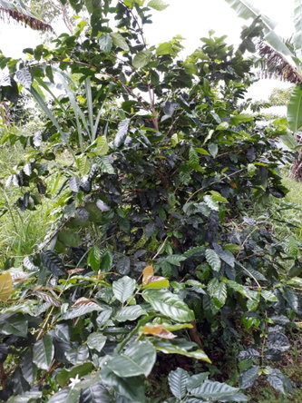 Thirteenth image of Wray Piece, Spring Hill in Spring Hill, Portland, Jamaica - property is For Sale