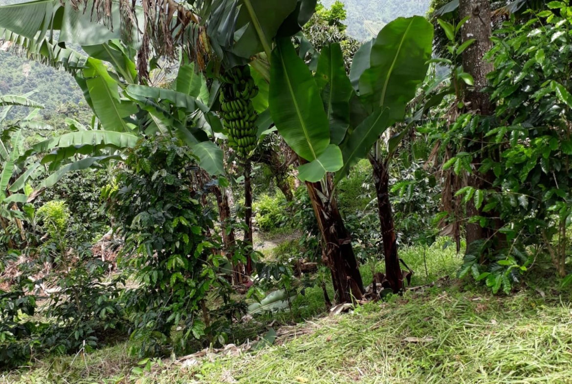 Fifteenth image of Wray Piece, Spring Hill in Spring Hill, Portland, Jamaica - property is For Sale