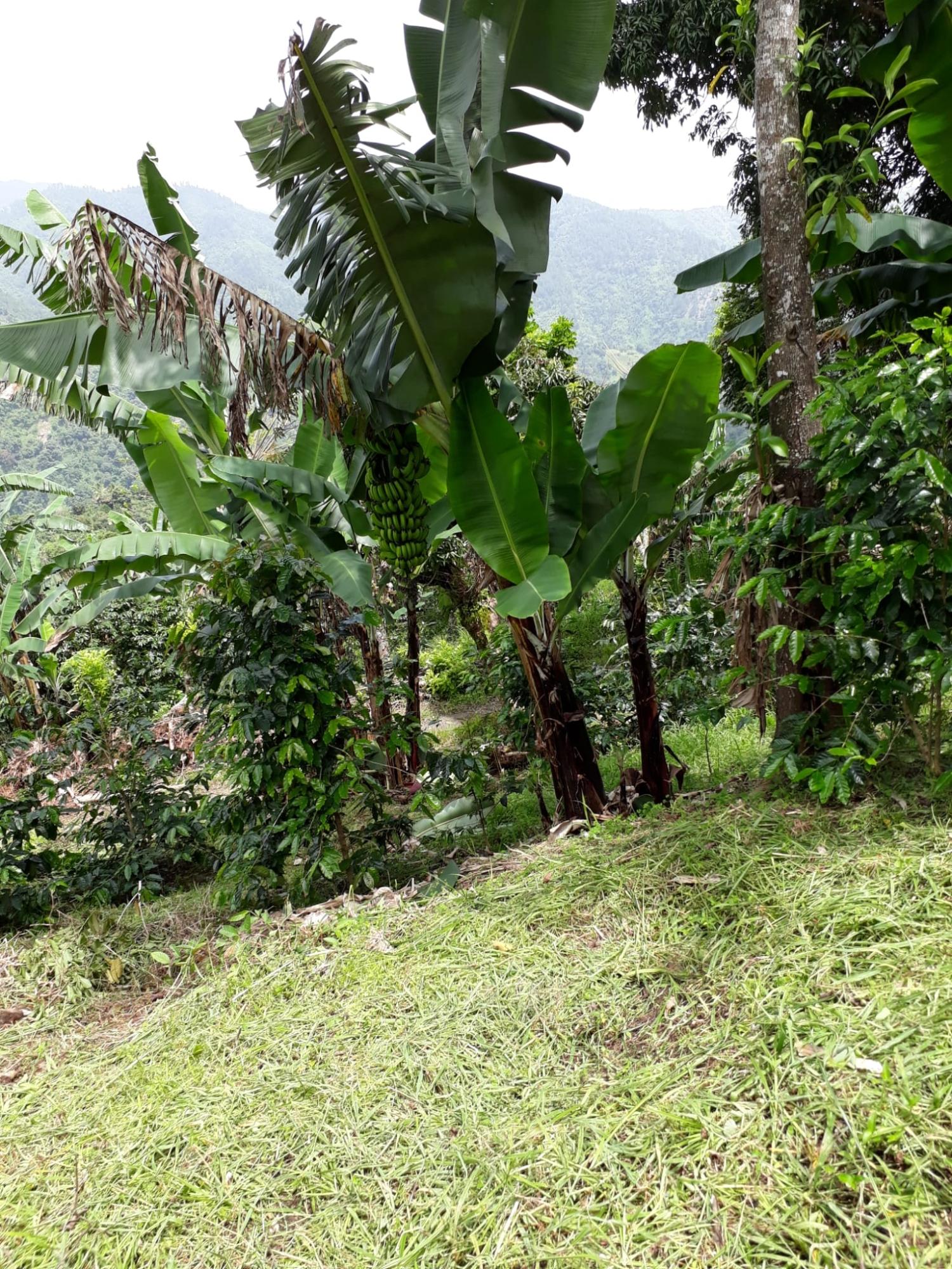 Fifteenth image of Wray Piece, Spring Hill in Spring Hill, Portland, Jamaica - property is For Sale