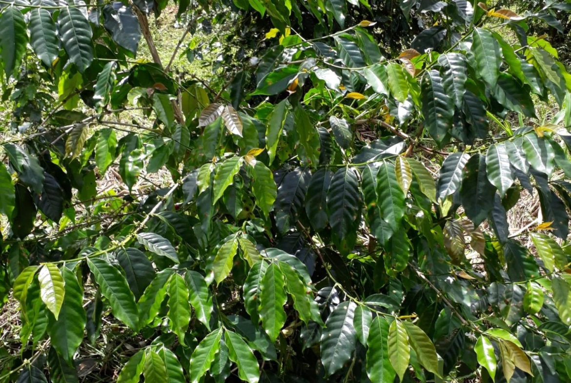 Sixteenth image of Wray Piece, Spring Hill in Spring Hill, Portland, Jamaica - property is For Sale