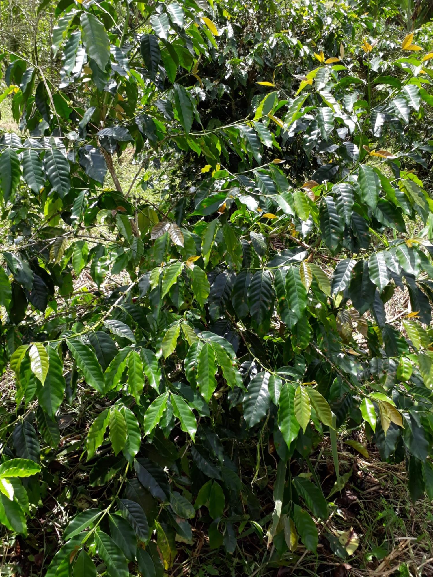 Sixteenth image of Wray Piece, Spring Hill in Spring Hill, Portland, Jamaica - property is For Sale