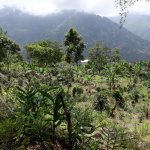First image of Wray Piece, Spring Hill in Spring Hill, Portland, Jamaica - property is For Sale