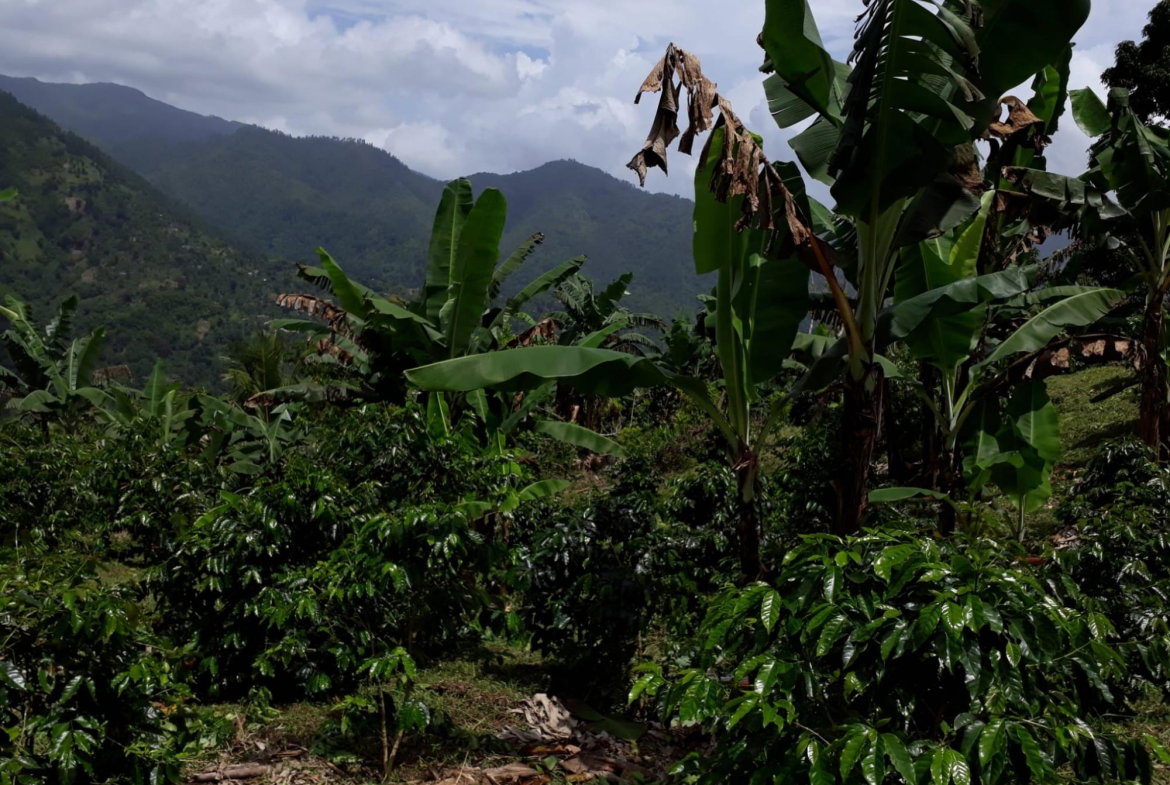 Seventeenth image of Wray Piece, Spring Hill in Spring Hill, Portland, Jamaica - property is For Sale