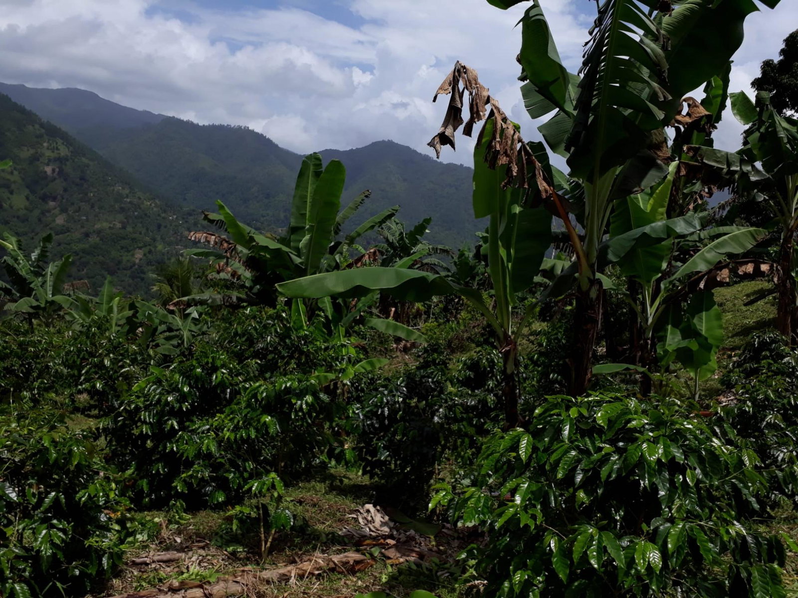 Seventeenth image of Wray Piece, Spring Hill in Spring Hill, Portland, Jamaica - property is For Sale