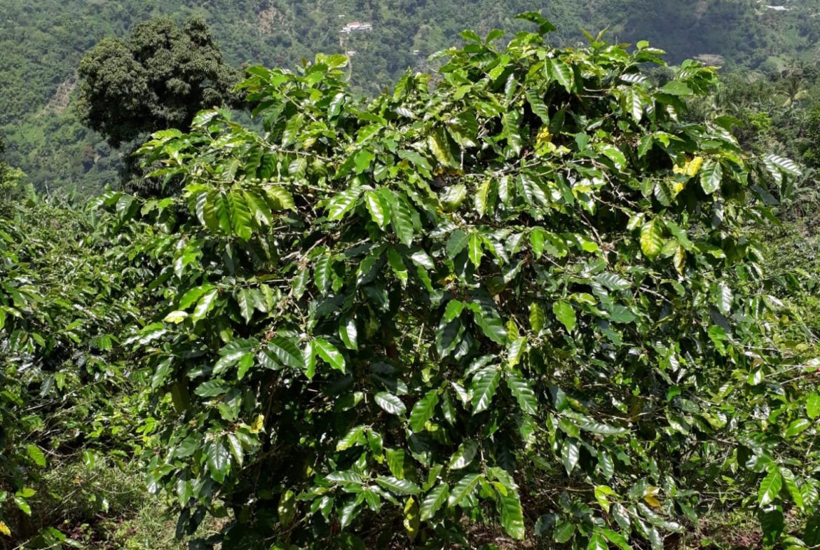 Eighteenth image of Wray Piece, Spring Hill in Spring Hill, Portland, Jamaica - property is For Sale