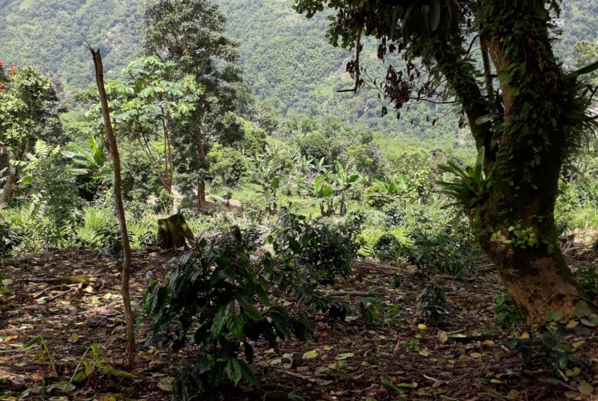 Twentieth image of Wray Piece, Spring Hill in Spring Hill, Portland, Jamaica - property is For Sale