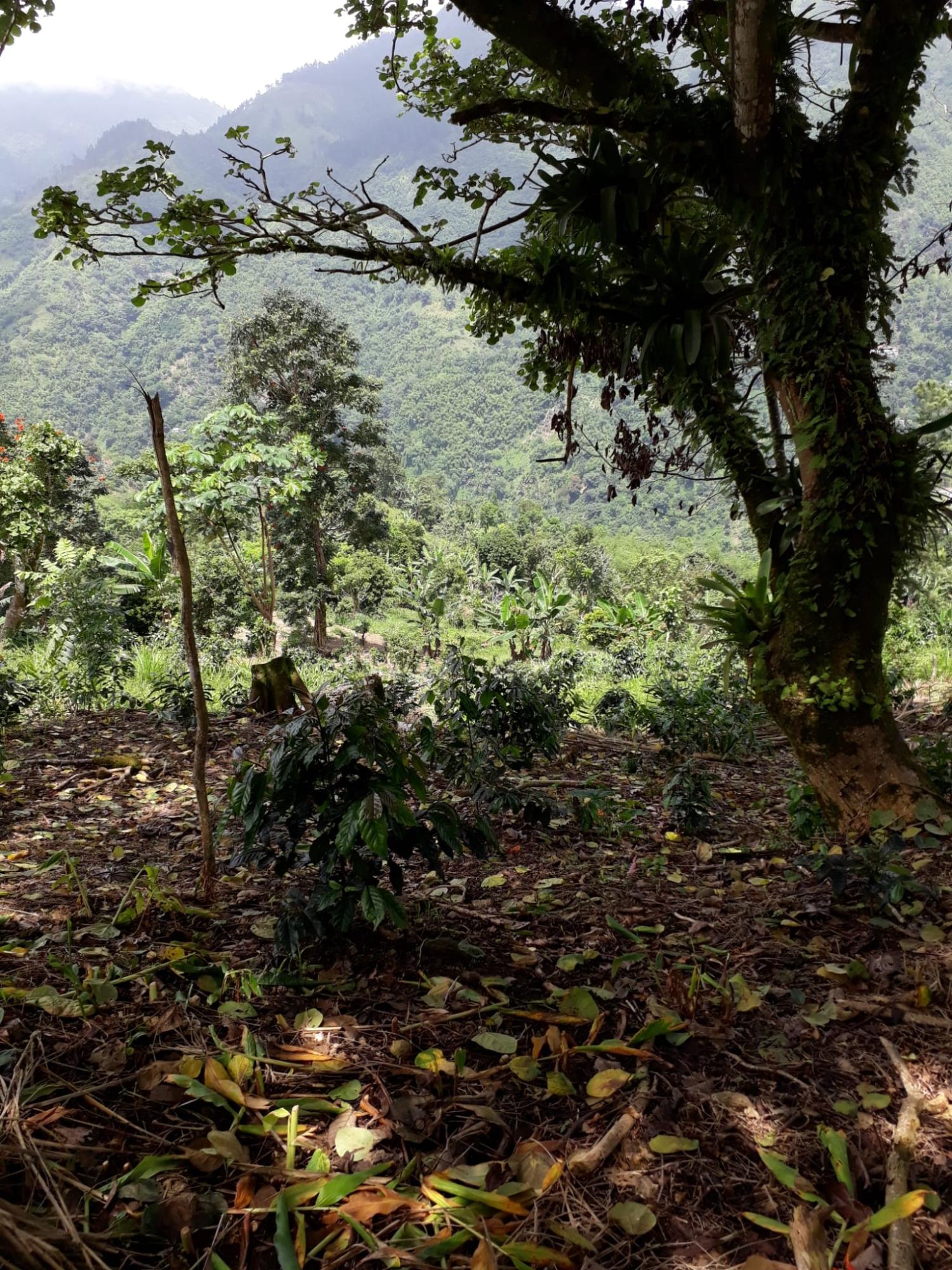 Twentieth image of Wray Piece, Spring Hill in Spring Hill, Portland, Jamaica - property is For Sale