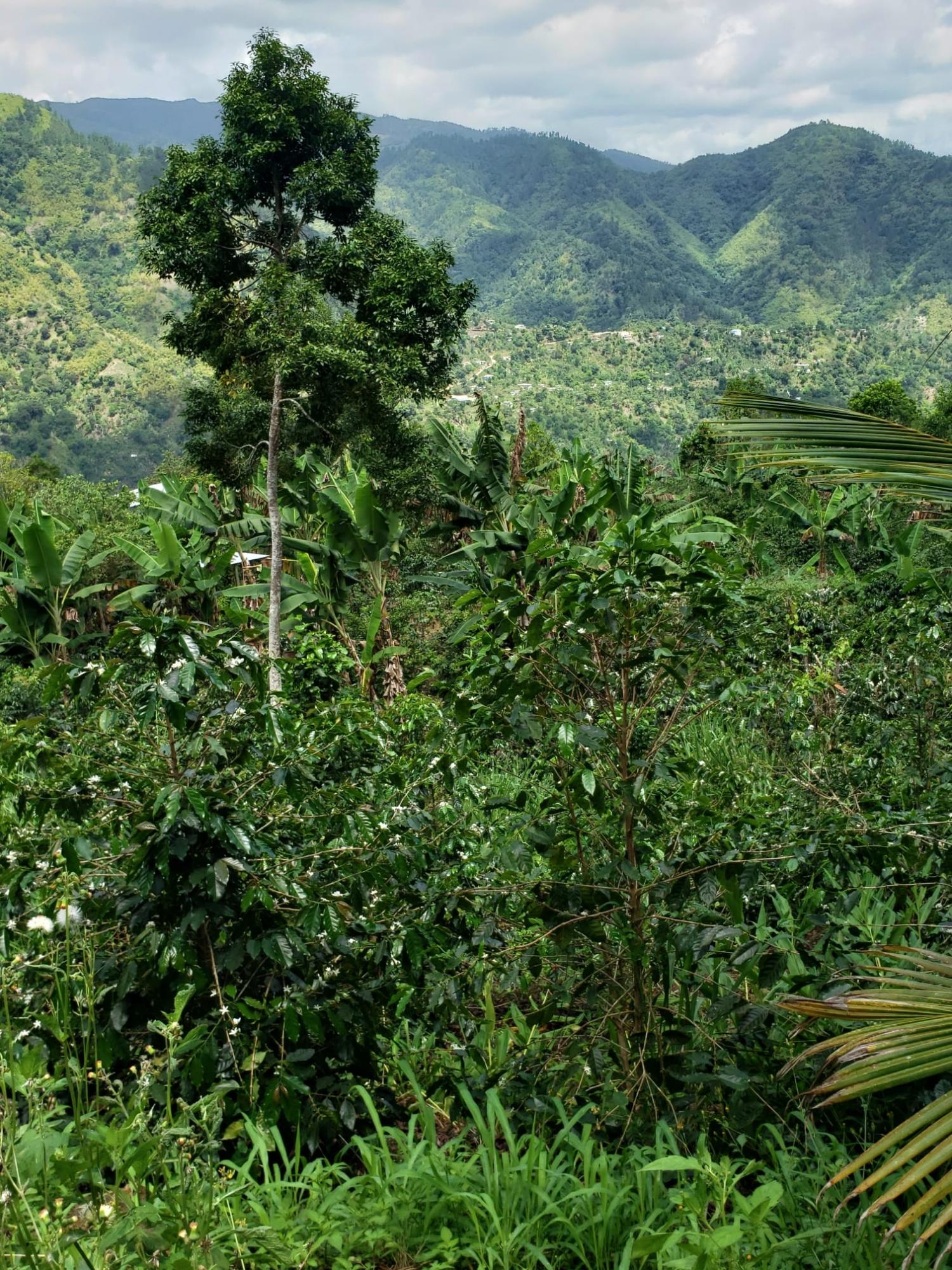 Third image of Wray Piece, Spring Hill in Spring Hill, Portland, Jamaica - property is For Sale