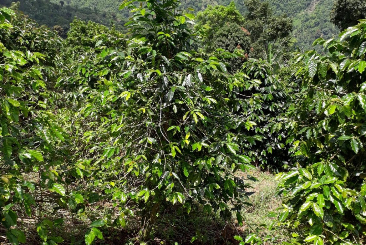 Twenty-First image of Wray Piece, Spring Hill in Spring Hill, Portland, Jamaica - property is For Sale