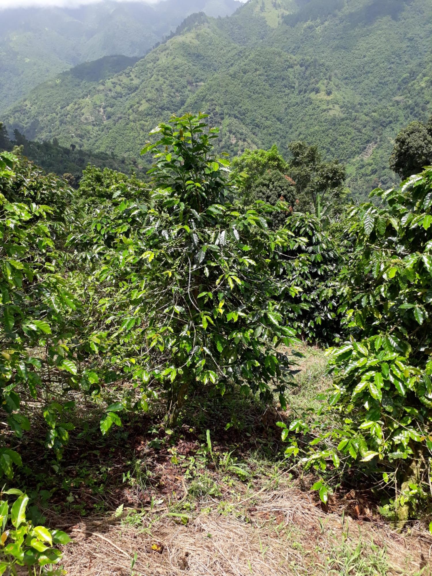 Twenty-First image of Wray Piece, Spring Hill in Spring Hill, Portland, Jamaica - property is For Sale