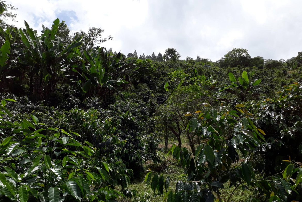 Twenty-Second image of Wray Piece, Spring Hill in Spring Hill, Portland, Jamaica - property is For Sale