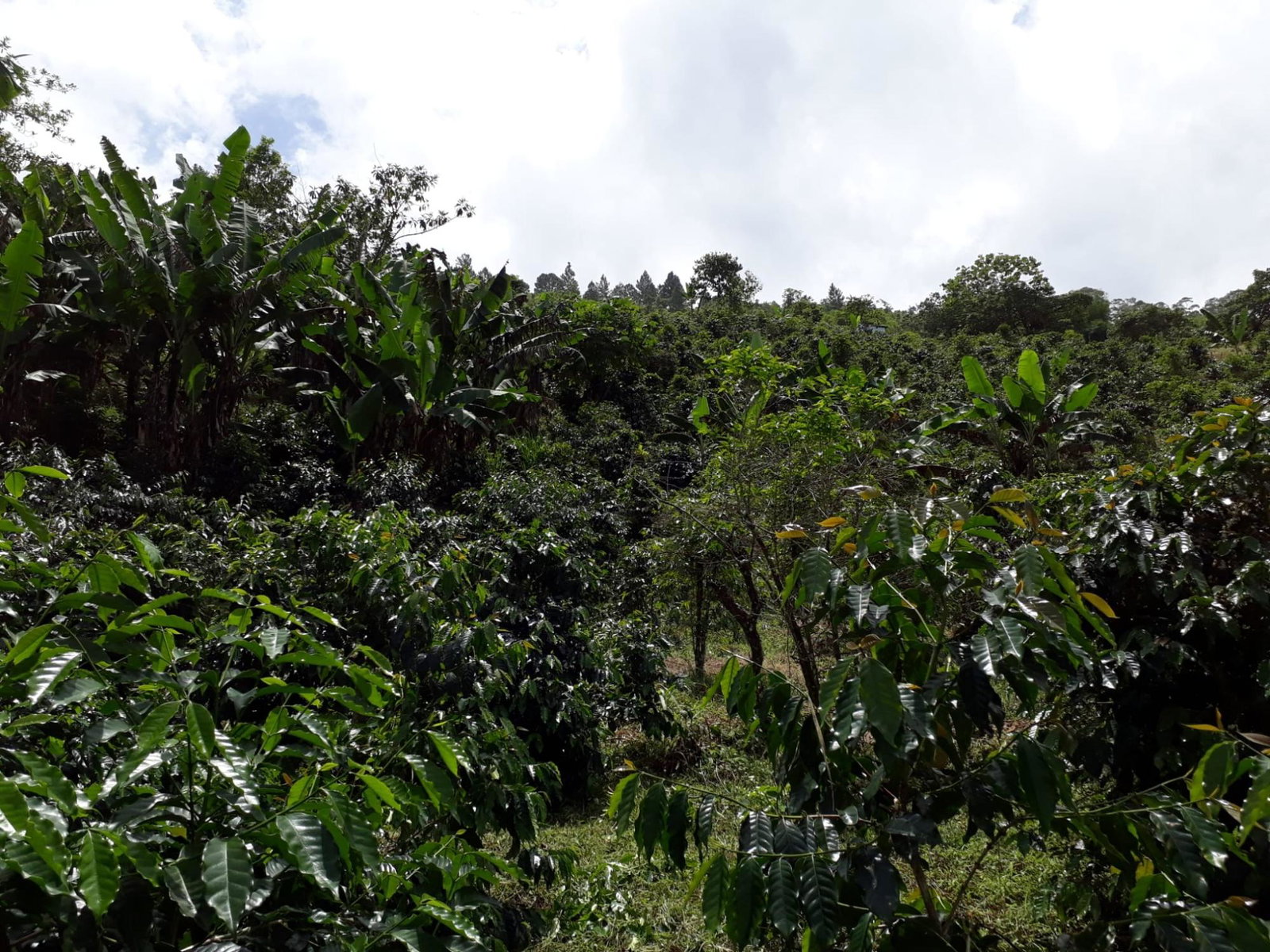 Twenty-Second image of Wray Piece, Spring Hill in Spring Hill, Portland, Jamaica - property is For Sale