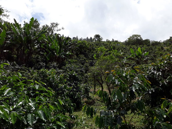 Twenty-Second image of Wray Piece, Spring Hill in Spring Hill, Portland, Jamaica - property is For Sale